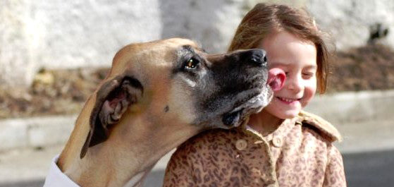 Why Do Dogs Lick People?