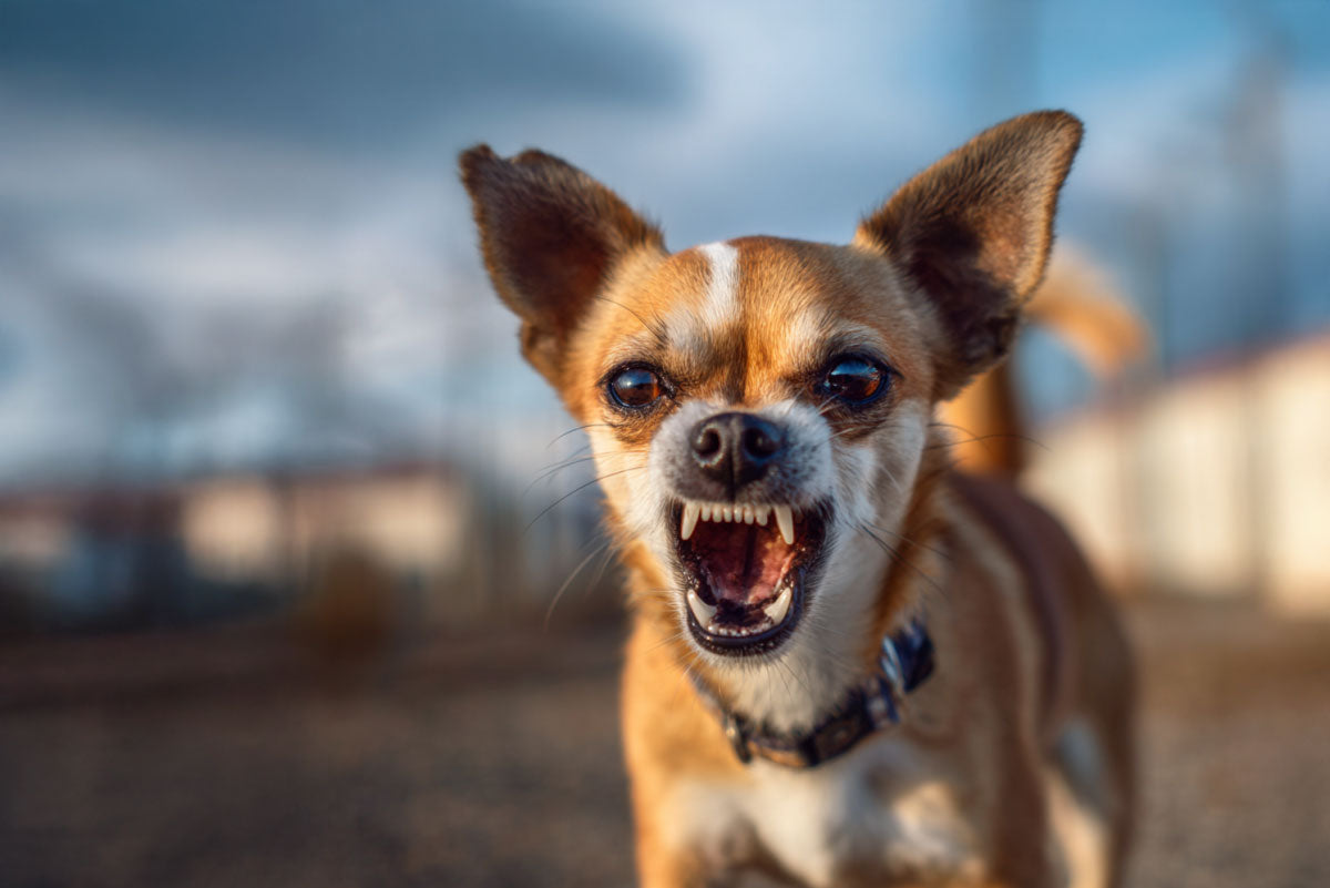 Understanding and Managing Dog Aggression | Signs & Solutions