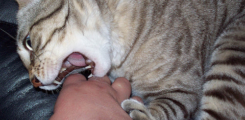 Why Does My Cat Bite Me?