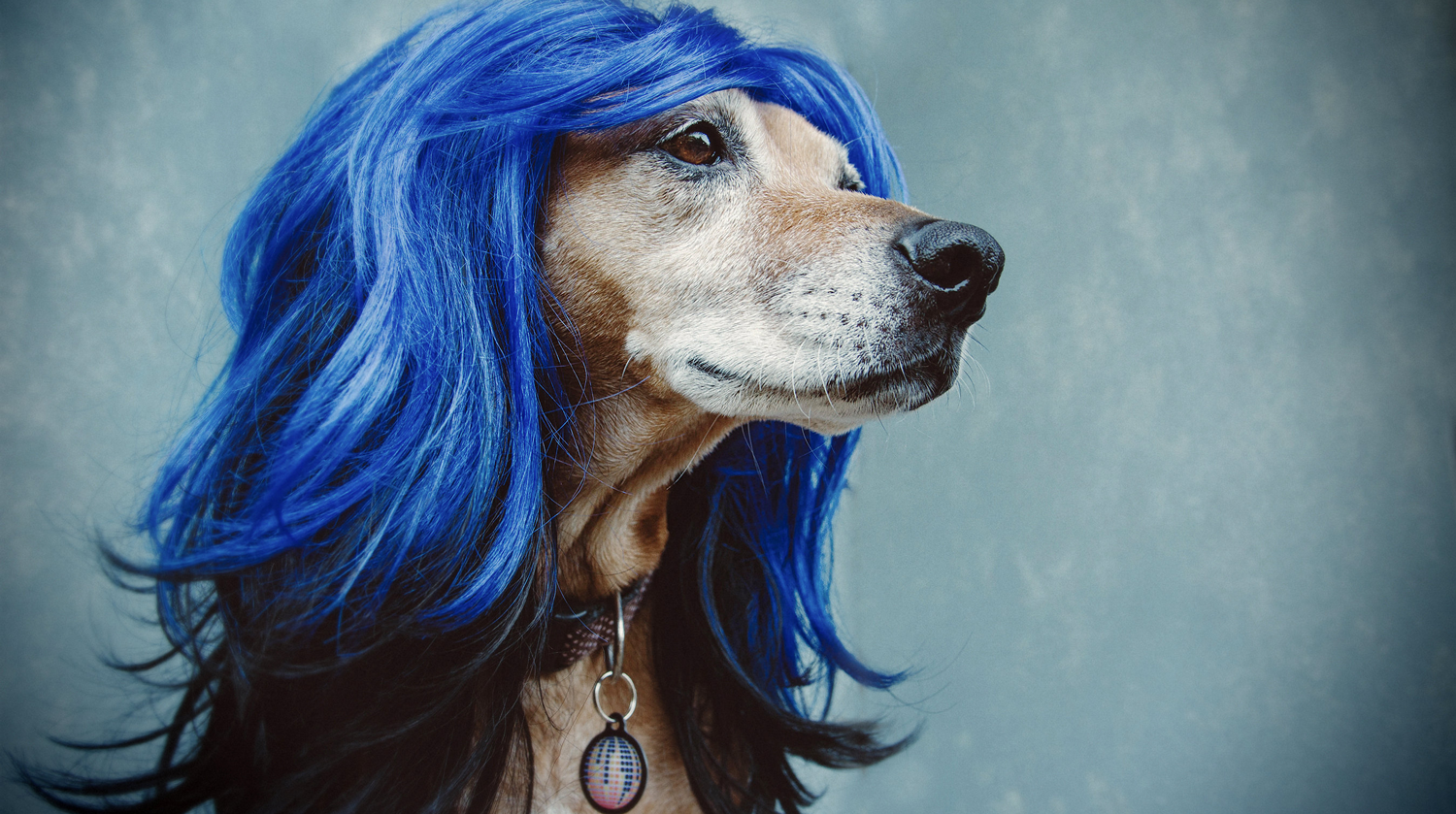 Critters Wearing Tags Never Looked Better!