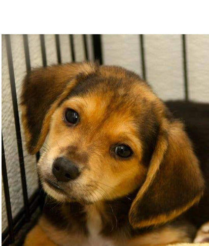 101 Uses for Dog Tag Art!