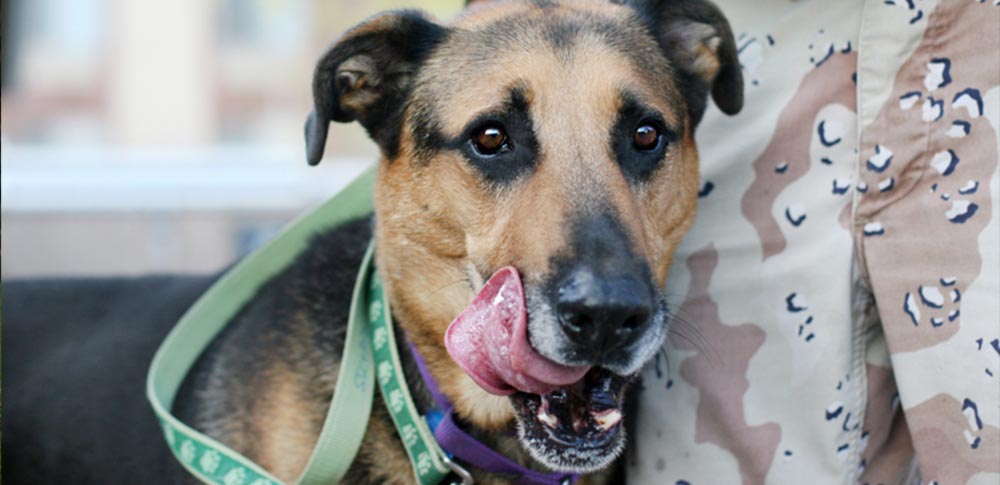 Mouth-Licking: When Your Dog Thinks You're Angry