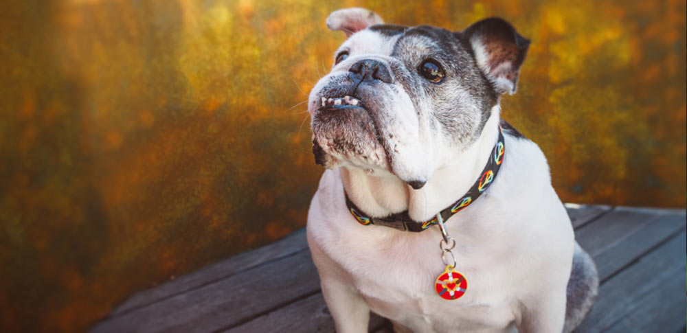 Top 20 Pet ID Tag Ideas That'll Make Your Pet the Talk of the Dog Park