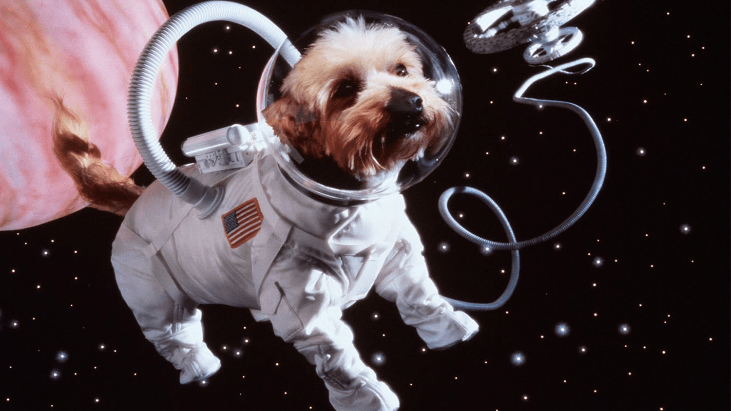 The Best Star Wars Names for Dogs: Epic Names for Your Galactic Pup