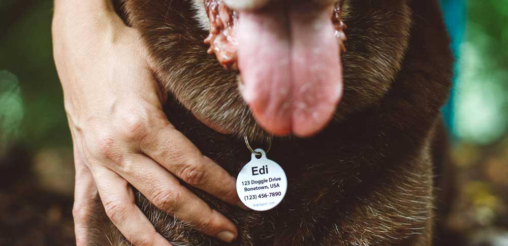 What Information Should You Include on Your Pet ID Tags?