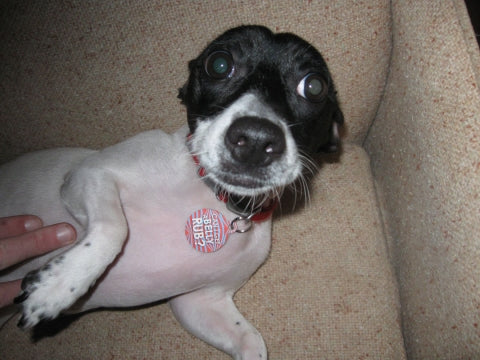 Can I Get a Belly Rub! Pet ID Tag