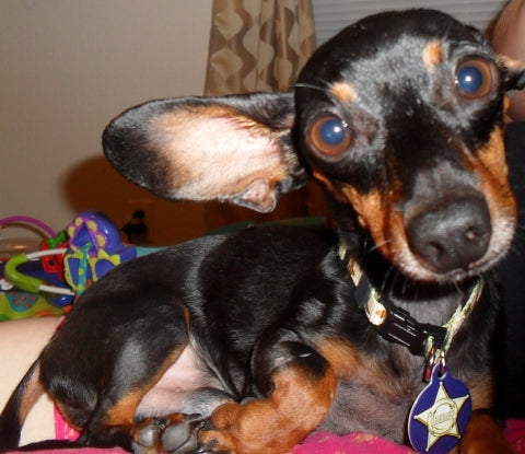 Sheriff Badge Dog ID Tag