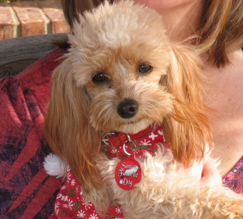 Santas Favorite Dog ID Tag