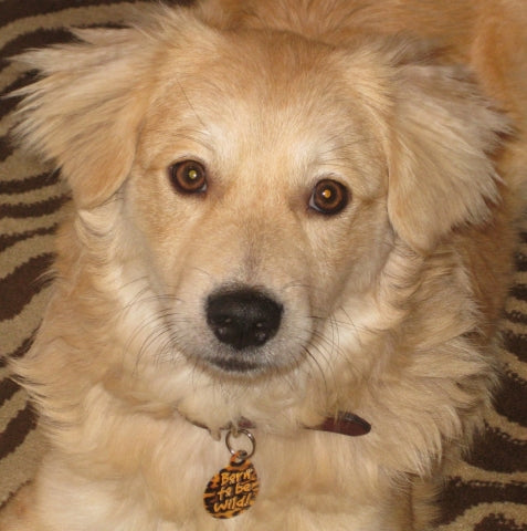 Born To Be Wild Pet ID Tag