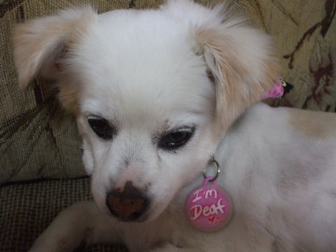 I'm Deaf Pet ID Tag - Pink