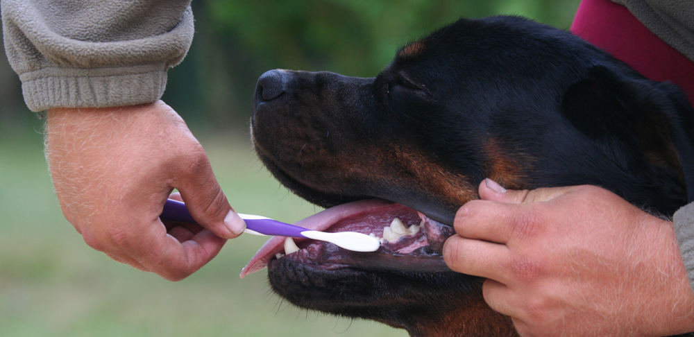 Bad Breath in Dogs
