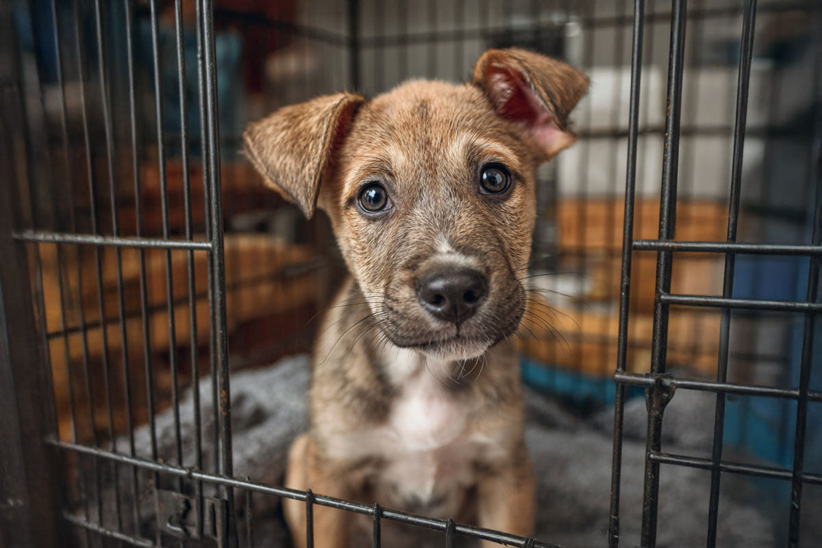 Crate Training Puppies: The Ultimate Guide to Puppy House Training