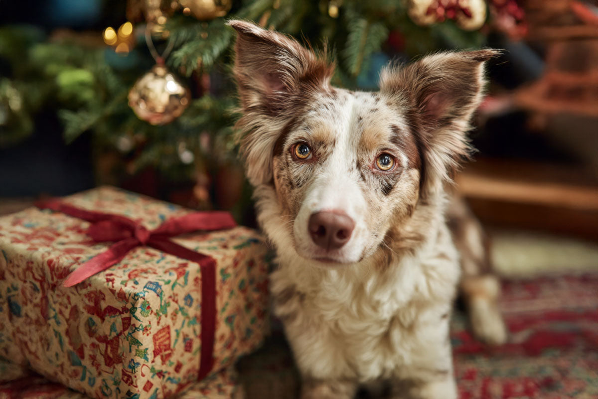 Top Unique Holiday Gifts for Dog Owners | Best Dog Lover Gift Ideas
