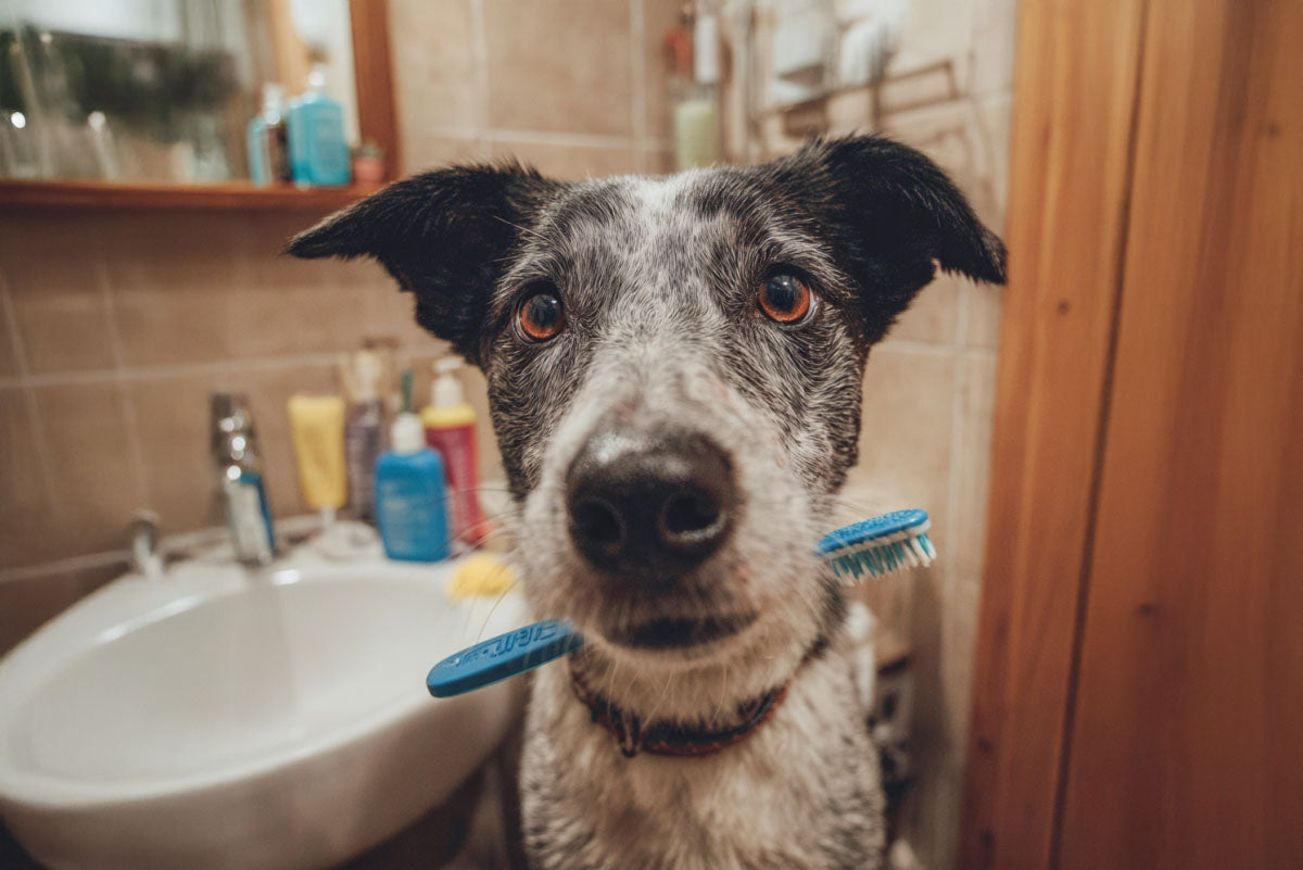 Essential Pet Dental Care: Preventing Dental Disease in Dogs and Cats