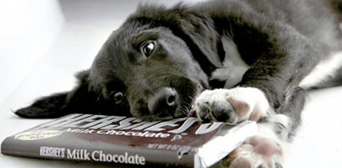 My Dog Ate Chocolate - Now What?