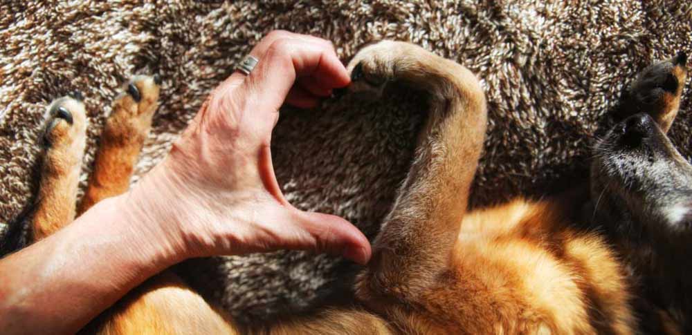 A Dog Tag Art Love Story