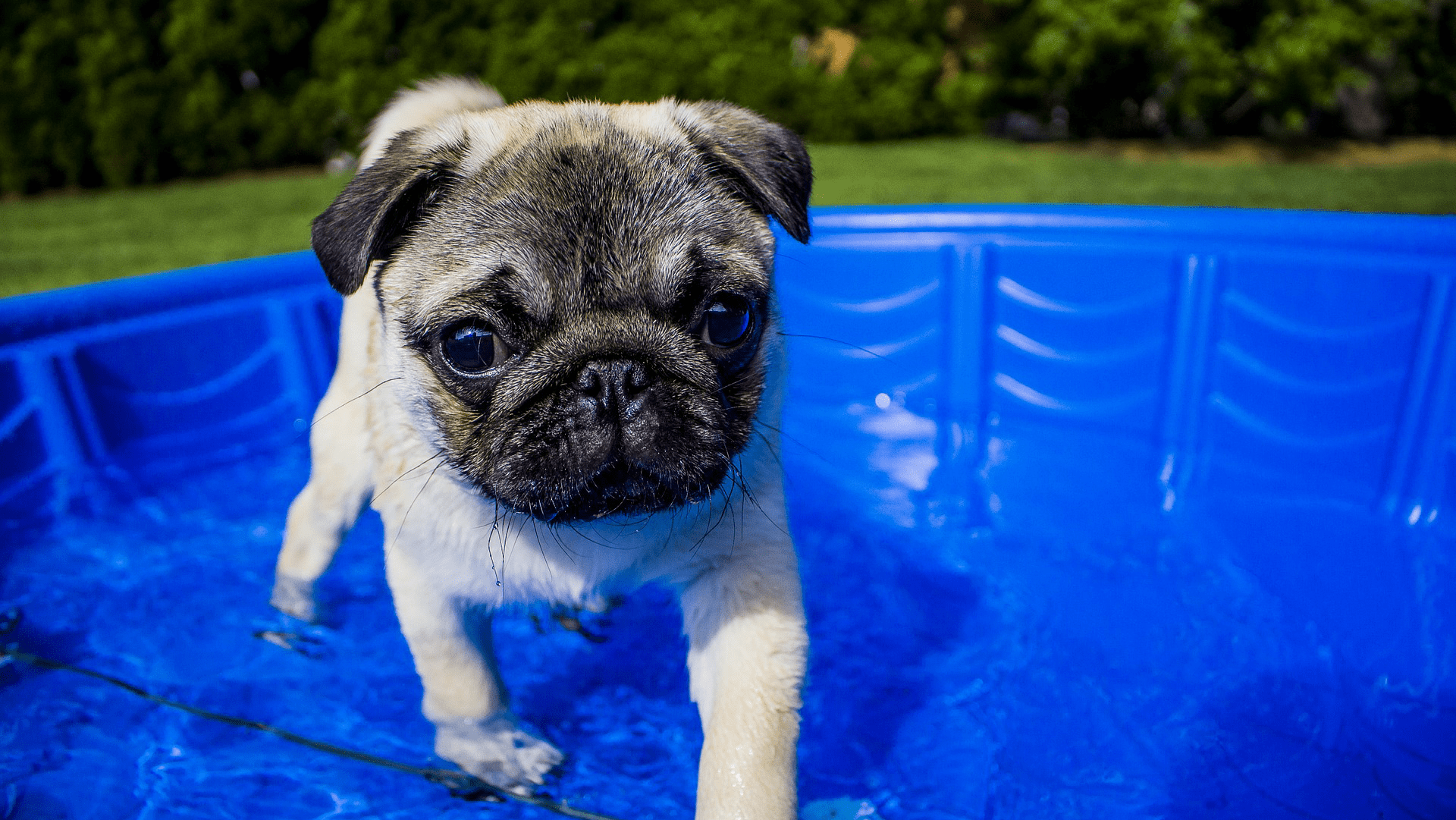 Dive into Pet Water Safety