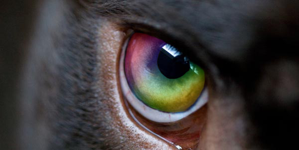 Are Dogs and Cats Colorblind?
