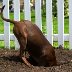 Stop Dog Digging