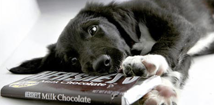 My Dog Ate Chocolate