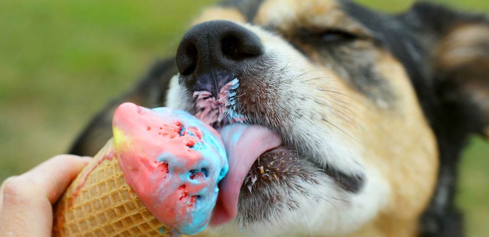 How to Make Ice Cream for Dogs