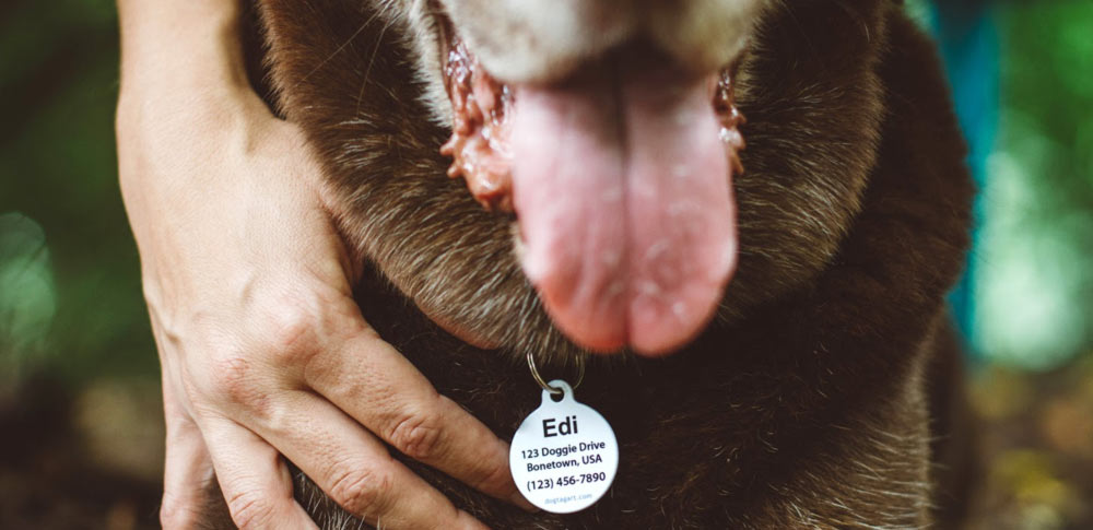 Four Reasons Your Pet Needs an ID Tag