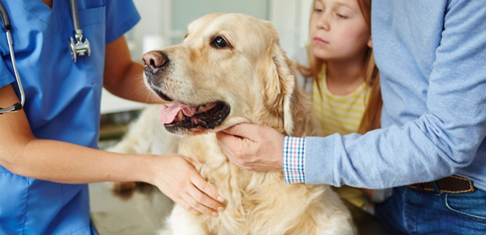 Should You Buy Pet Insurance?
