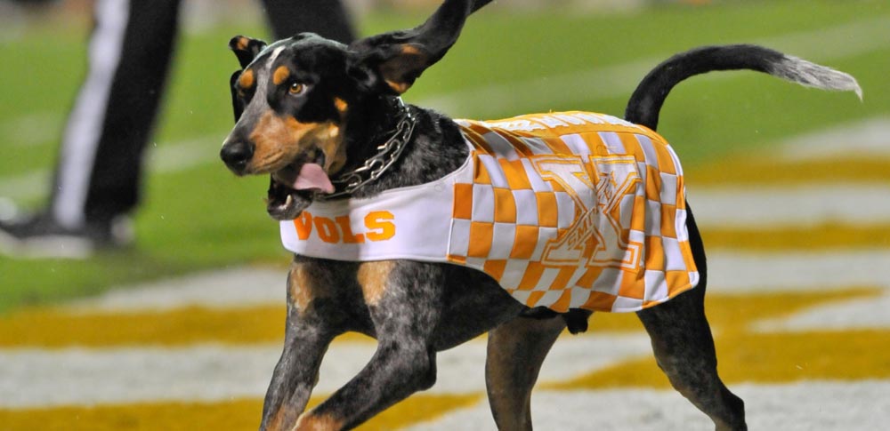 Canine Mascots of College Football
