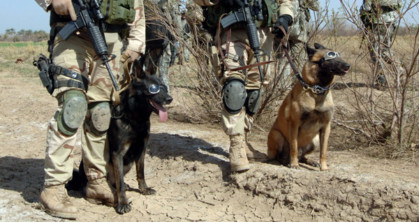 Working Military Dogs