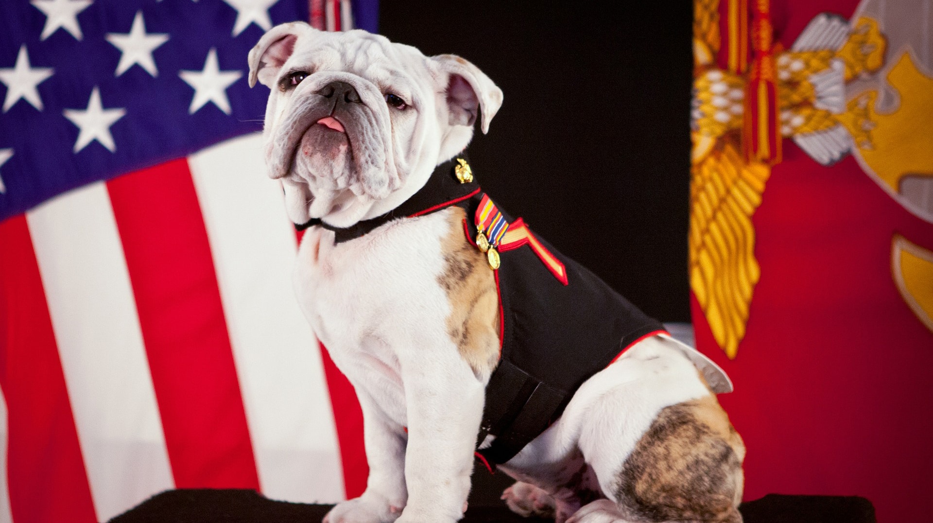 Patriotic Pets: American Dog and Cat Breeds