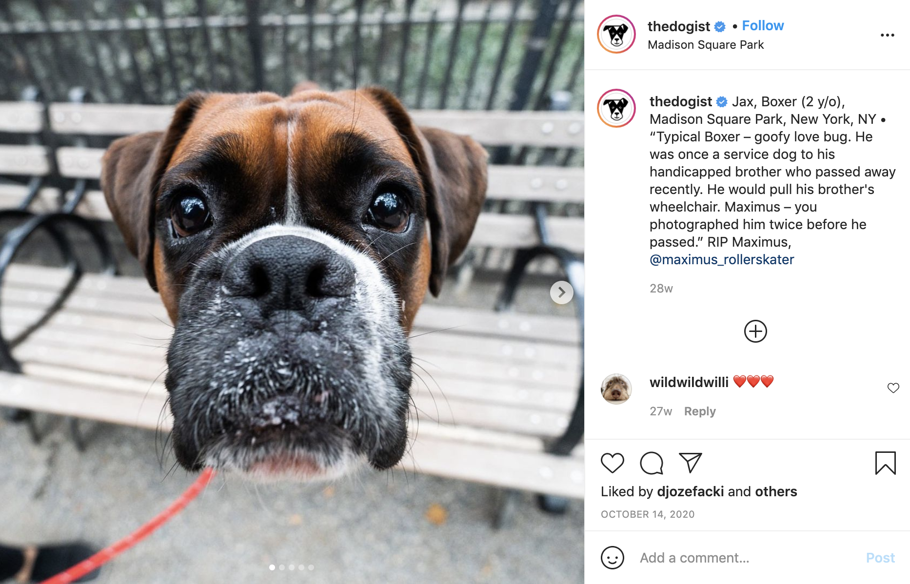 The 38 Best Dog Instagram Accounts to Follow in 2021 | Dog Tag Art