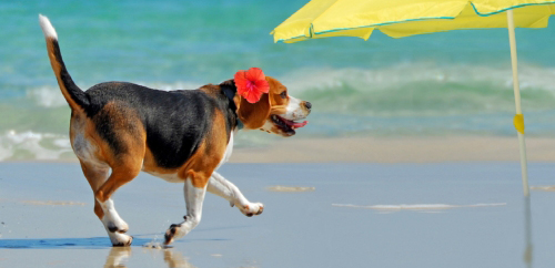 Sun Safety Tips for Pets