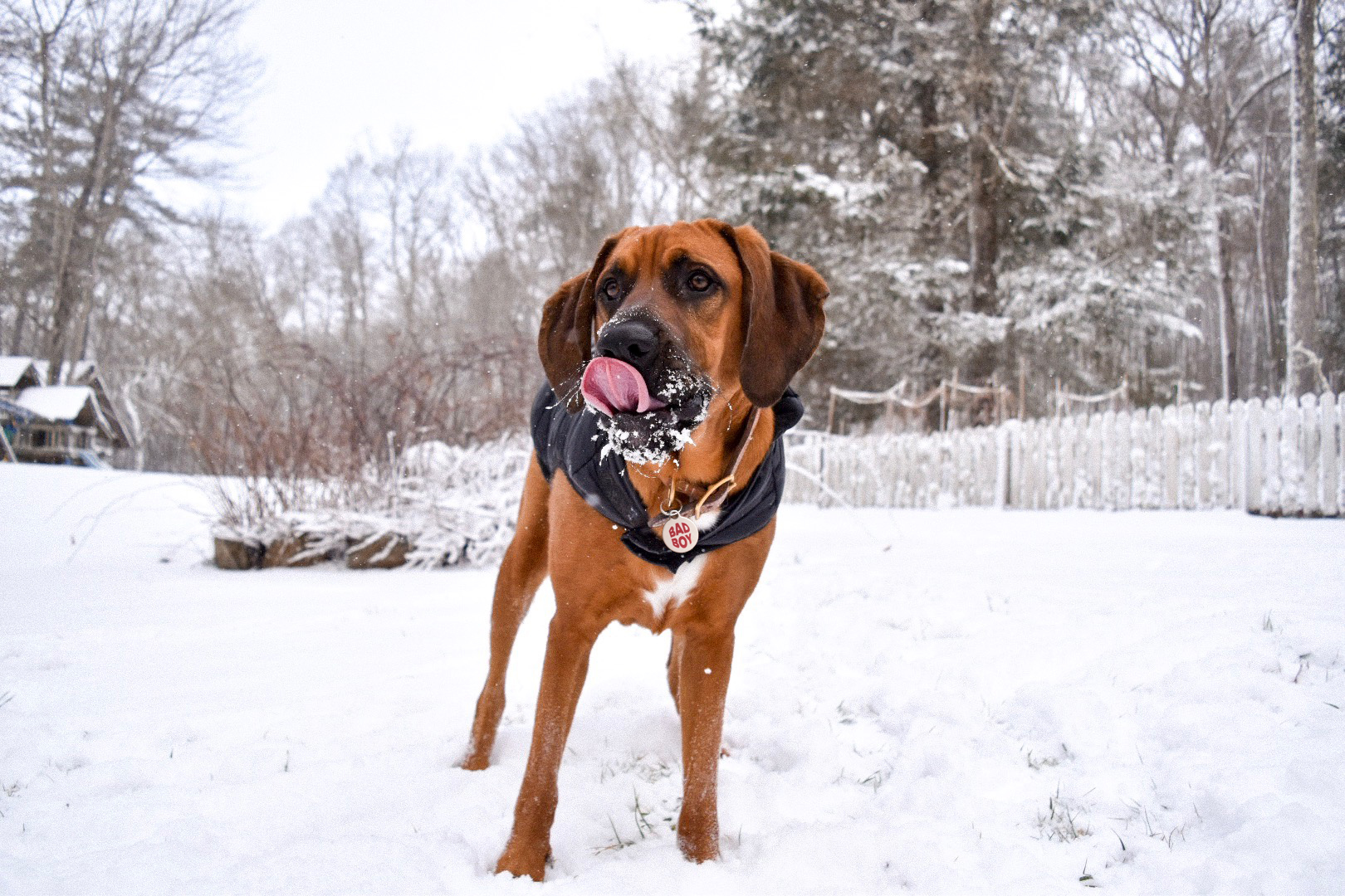 Dogs & Cold Weather: How to Protect Your Pup During the Winter Months
