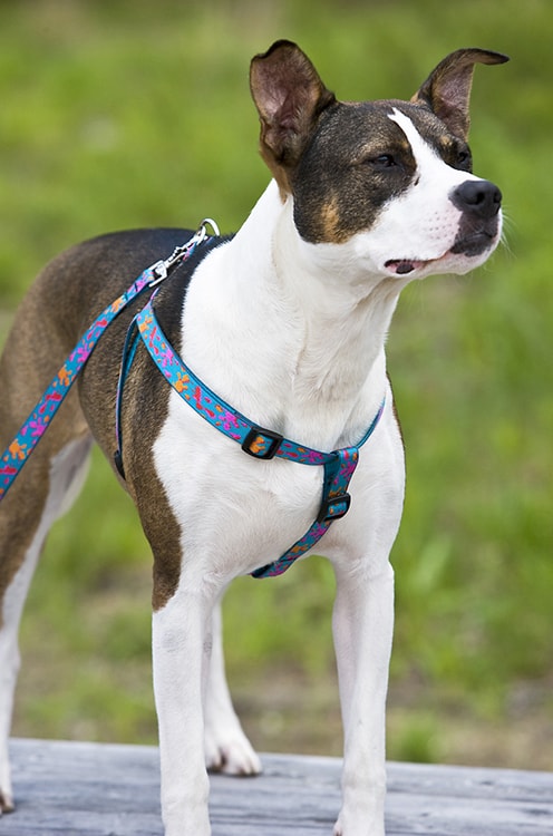 LupinePet Originals 3/4 Crazy Daisy Step In Dog Harness 
