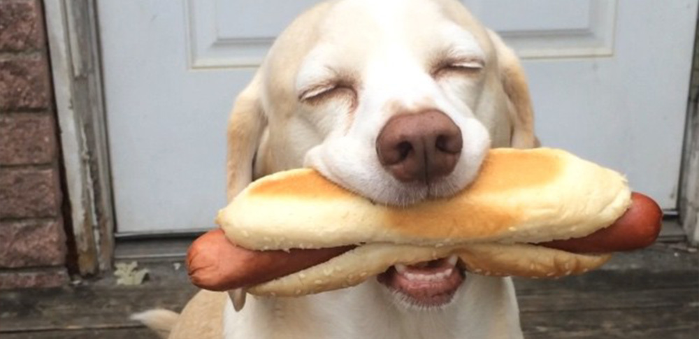 puppy dog one eating a bun