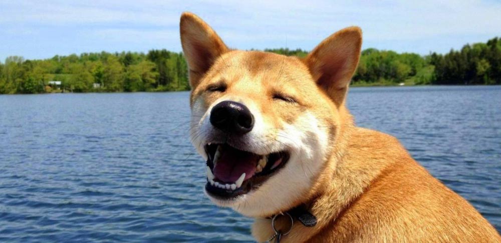 happy smiling dog