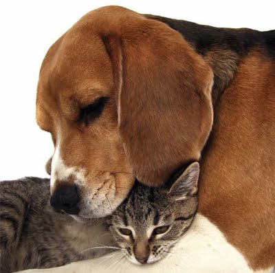 Dogs and Cats Living Together
