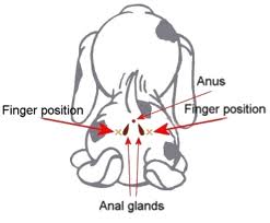 Expressing Dog Glands