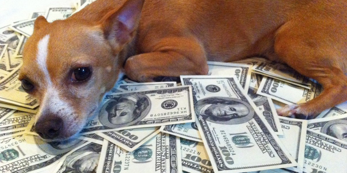 Собака миллионер. Владение животным. Собака миллионер рисованная. Expensive cost
