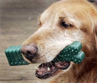 Bad Breath in Dogs