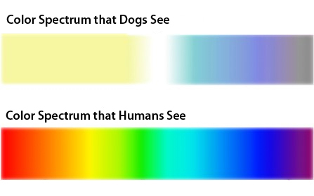 Are Dogs Color Blind