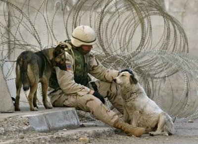 Working Military Dogs