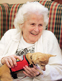 Hospital Therapy Dogs