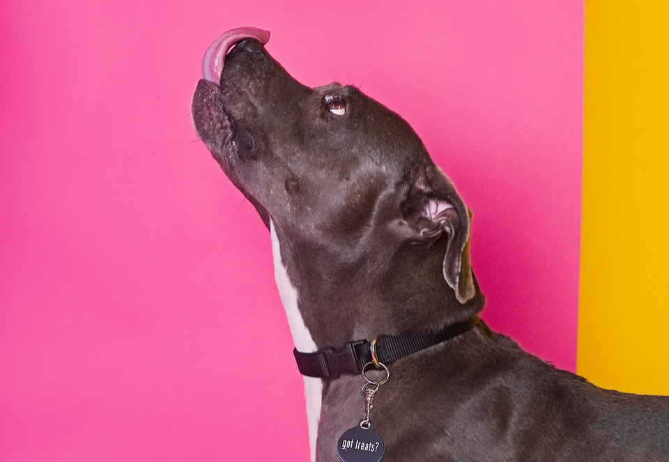 brown happy dog with a pink and yellow background