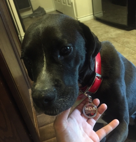 Custom Personalized Pet ID Tag for Dog and Cat Collars HOLE DIGGERS ANONYMOUS 