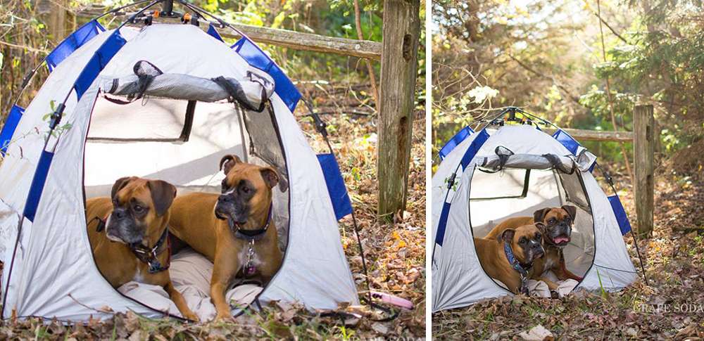 Sue and Brody in a Camping Tent