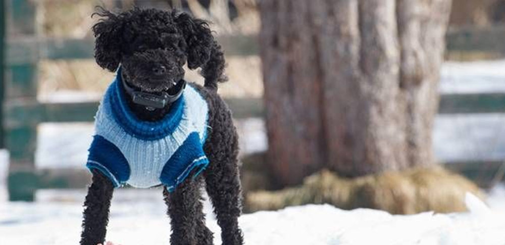 do dogs really need sweaters